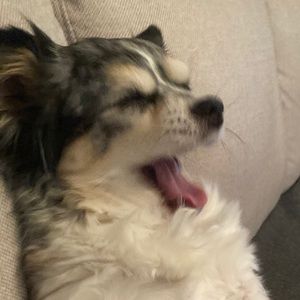 Meet your Posher, Mads